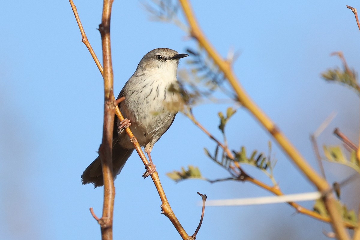 Namaqua Warbler - ML623226837