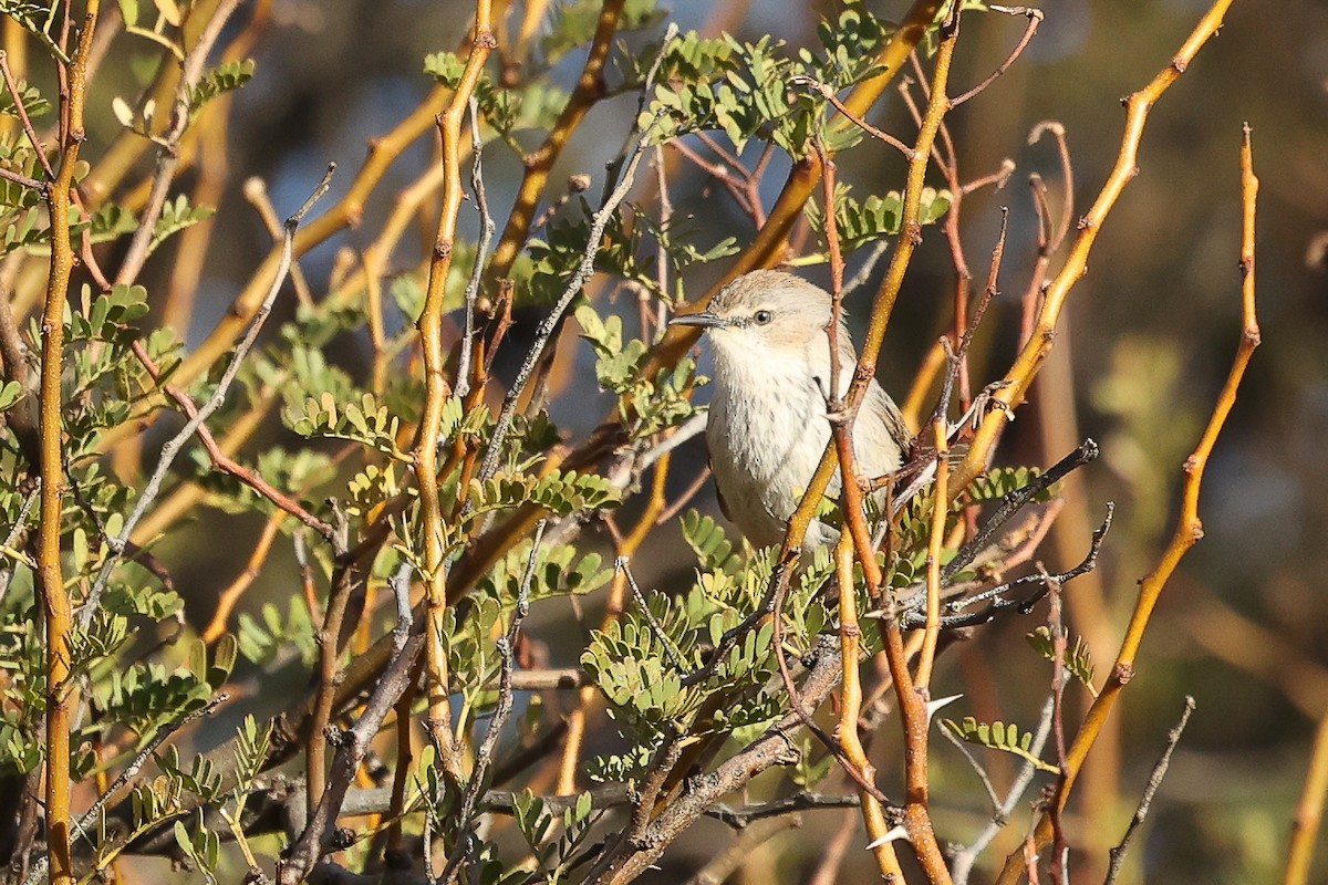 Namaqua Warbler - ML623226838