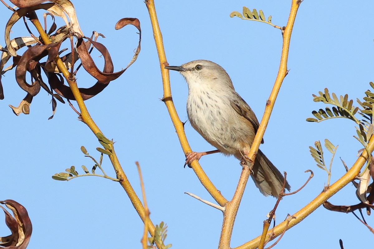 Namaqua Warbler - ML623226839