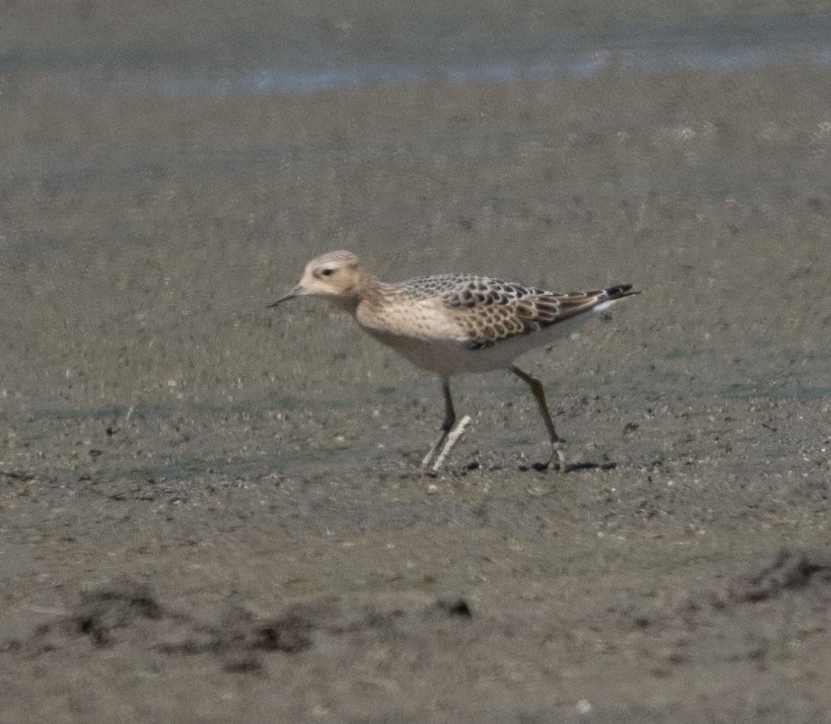 Buff-breasted Sandpiper - ML623226947