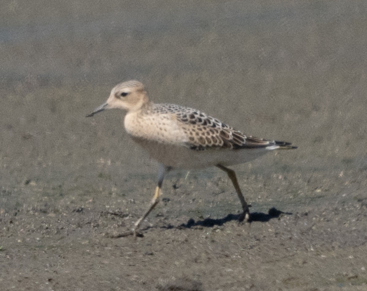 Buff-breasted Sandpiper - ML623226948