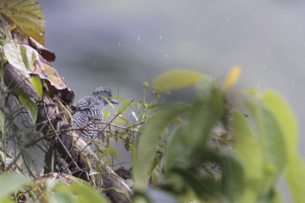 Bar-crested Antshrike - ML623226952