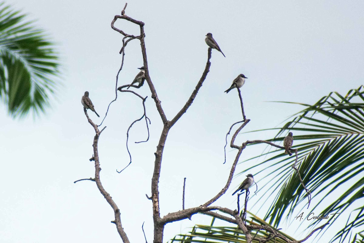 Gray Kingbird - ML623226956