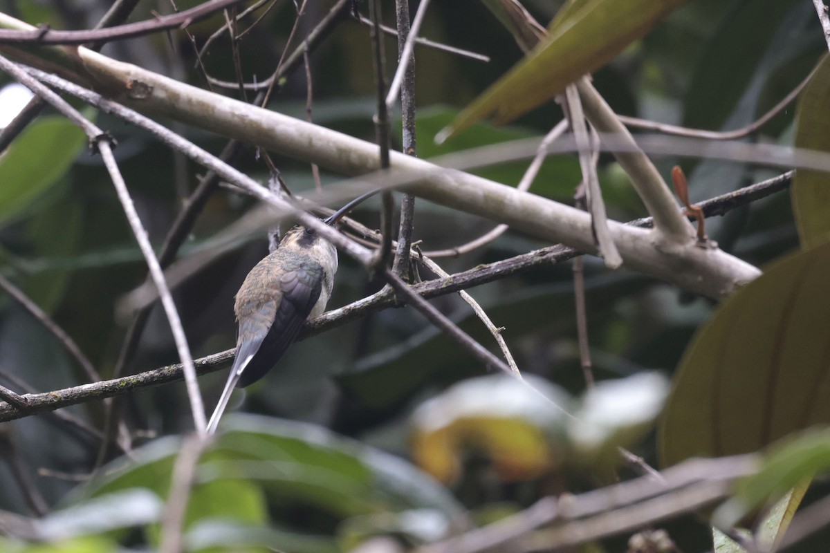 Pale-bellied Hermit - ML623226957