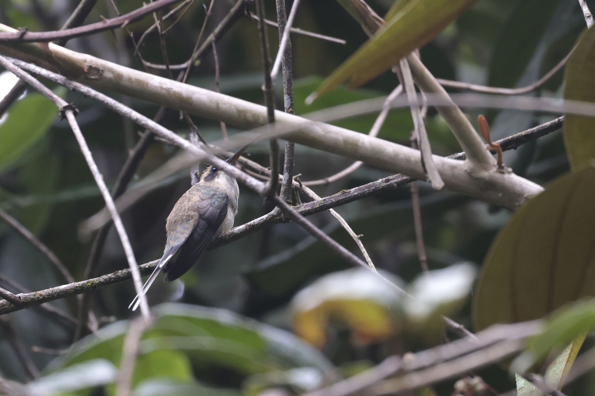 Pale-bellied Hermit - ML623226958