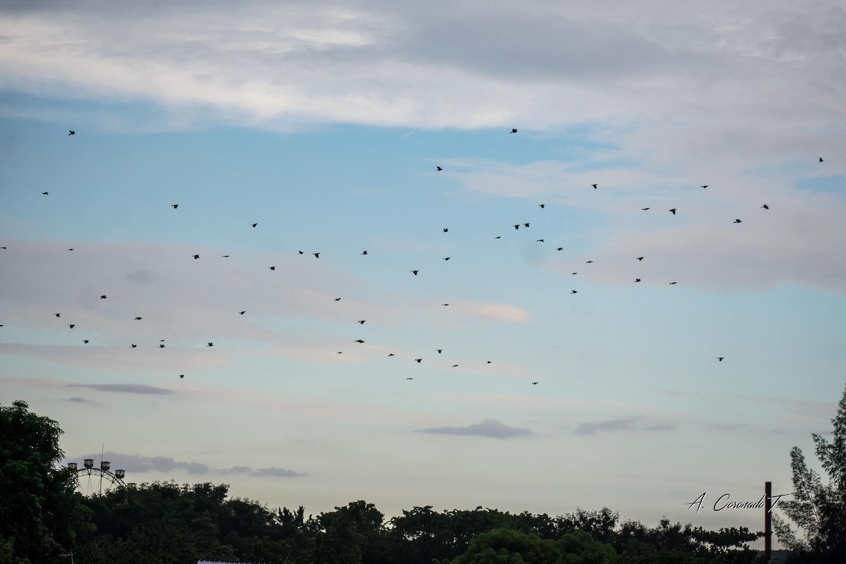 Greater Antillean Grackle - ML623226999