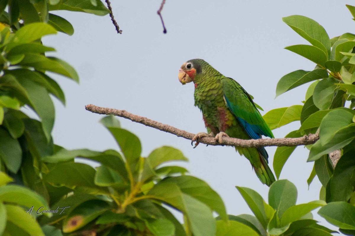 Cuban Amazon - ML623227011