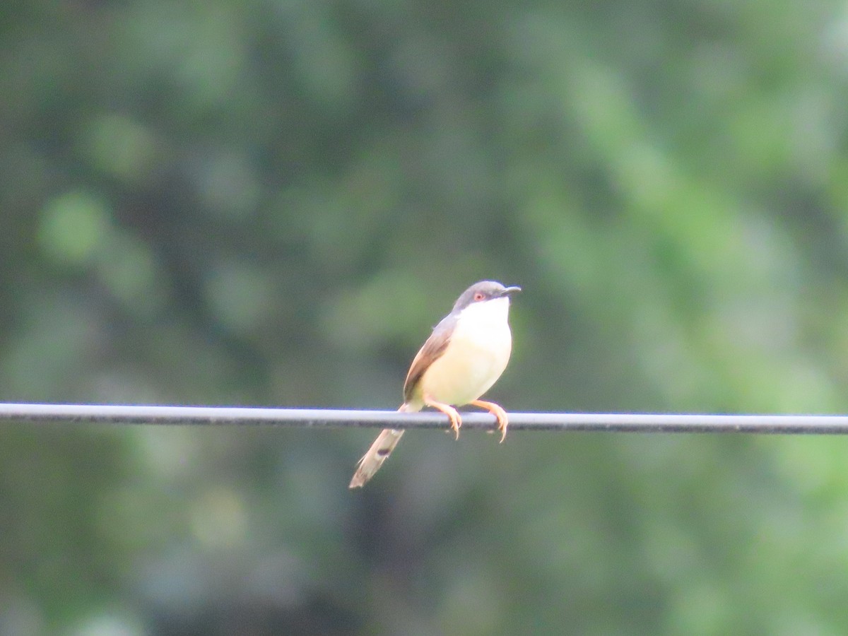 askeprinia - ML623227040