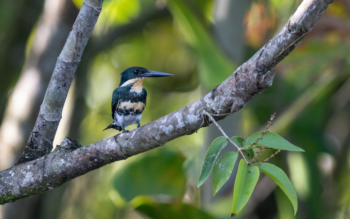 Green Kingfisher - ML623227055