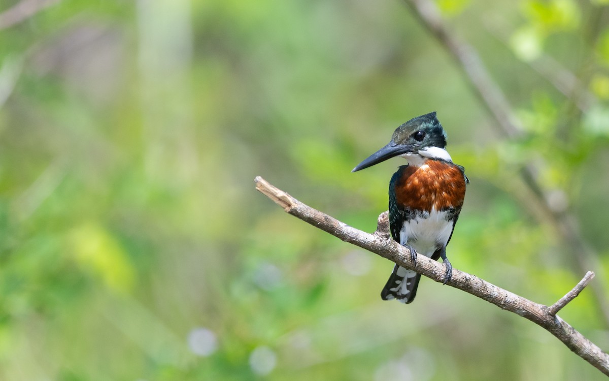 Green Kingfisher - ML623227059