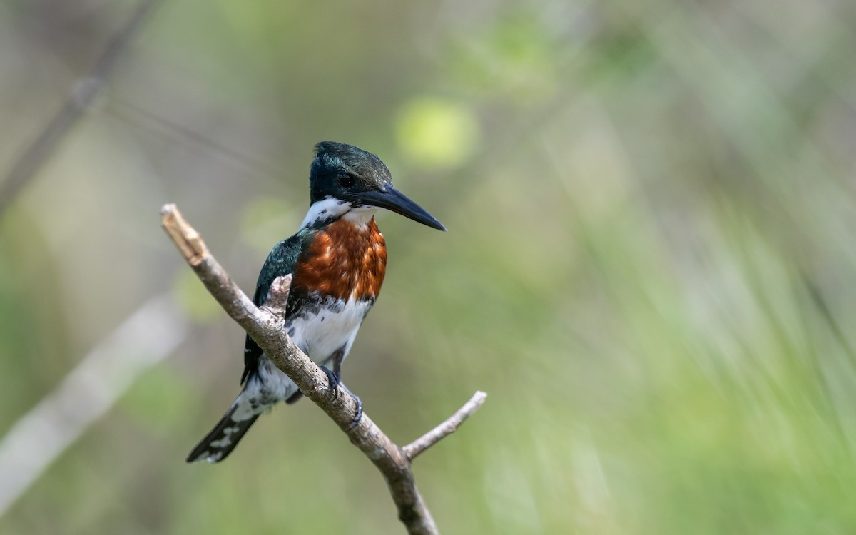 Green Kingfisher - ML623227060