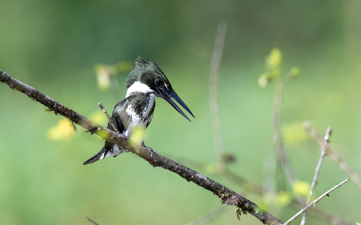 Green Kingfisher - ML623227061