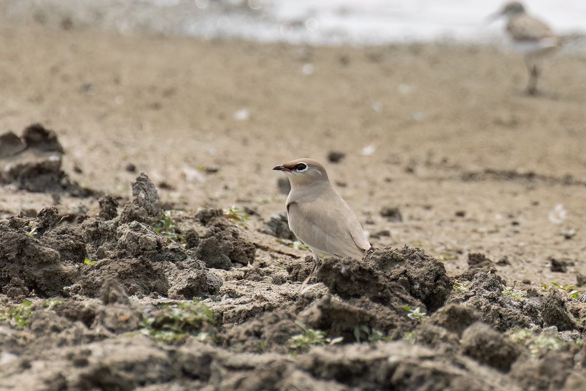 Small Pratincole - ML623227066