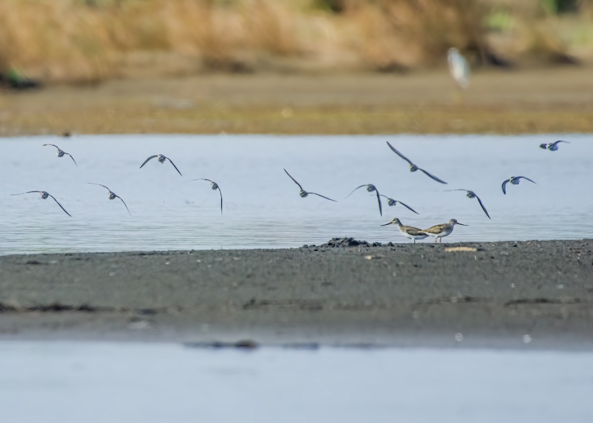 Terek Sandpiper - ML623227103