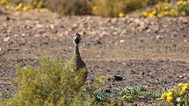 Karoo Bustard - ML623227195