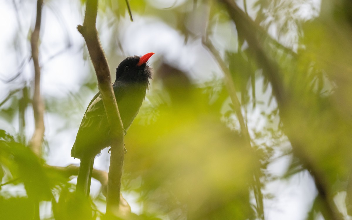 Black Nunbird - ML623227208