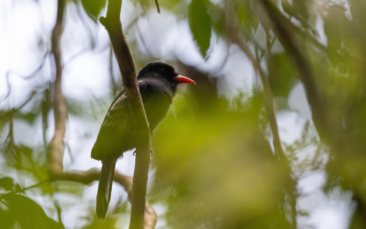 Black Nunbird - ML623227209