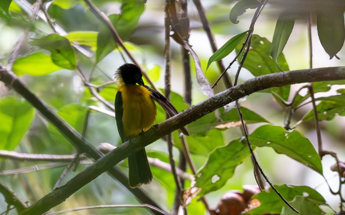 Fulvous Shrike-Tanager - ML623227241