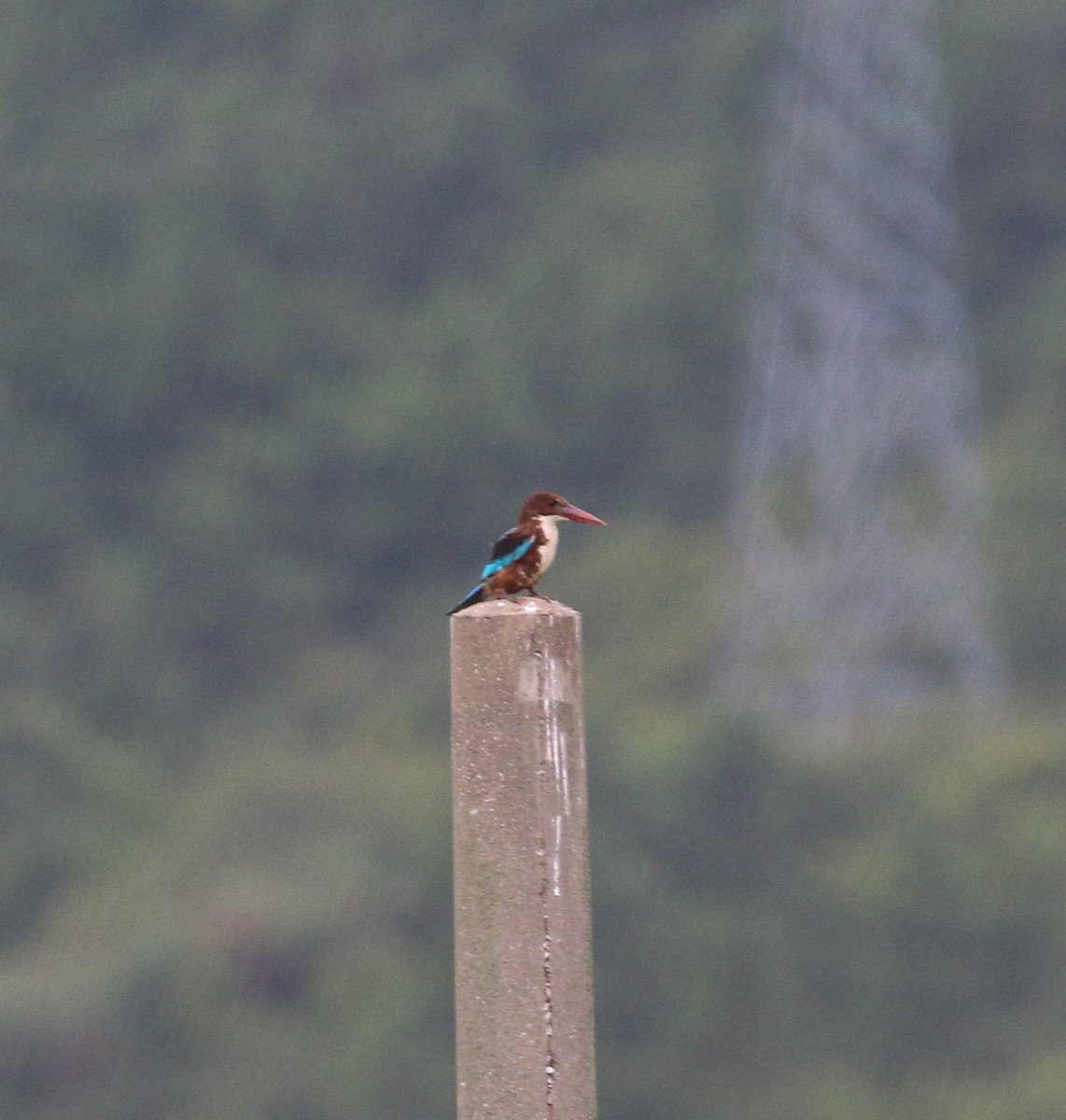 White-throated Kingfisher - ML623227503