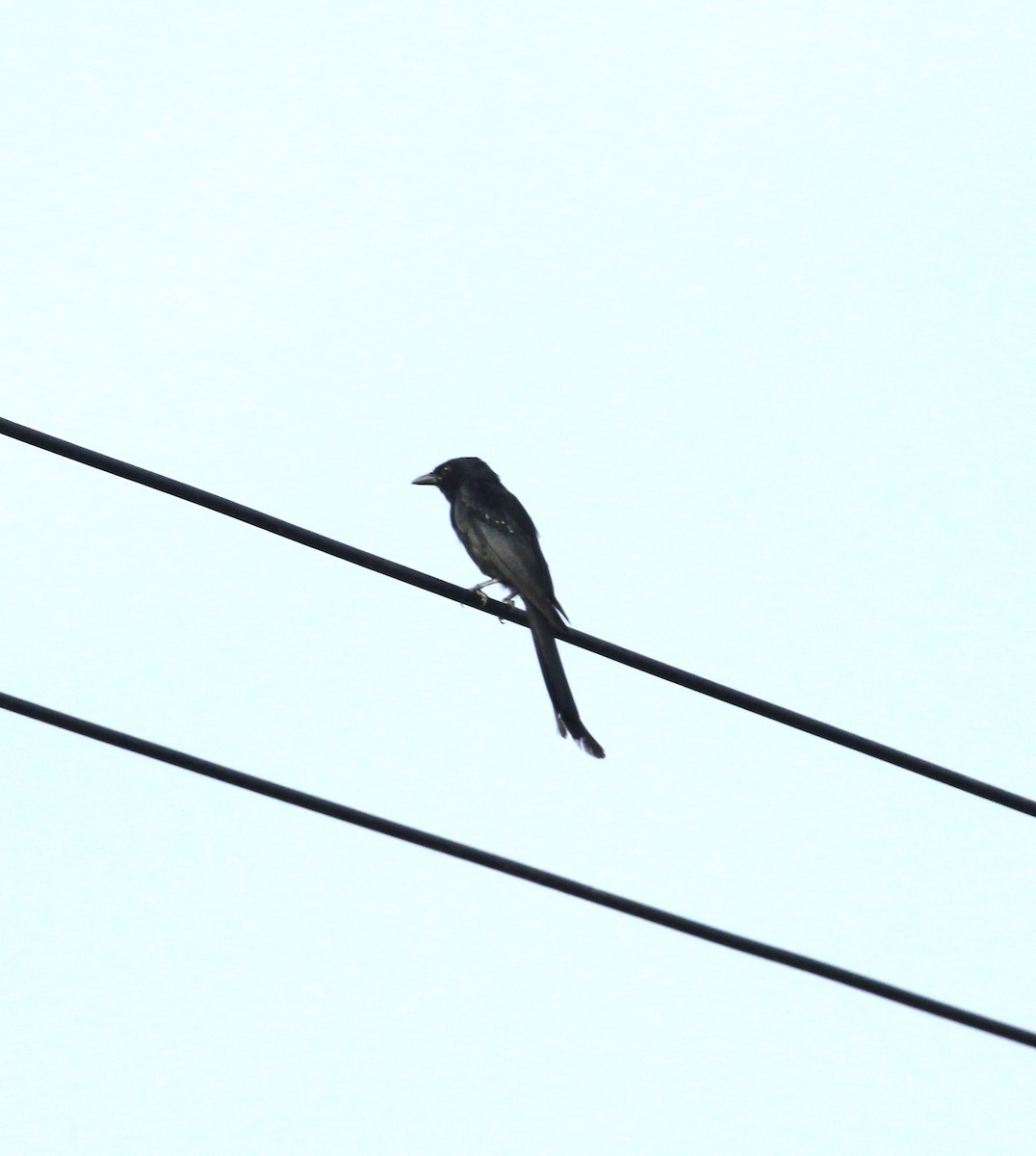 Black Drongo - ML623227512