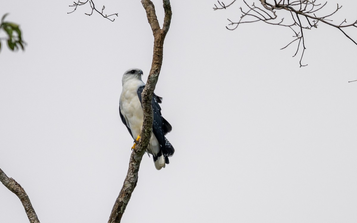 White Hawk - Serge Horellou