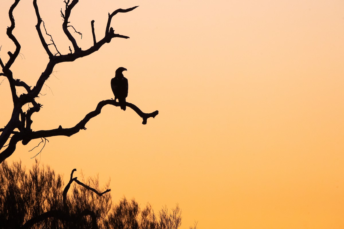 Wedge-tailed Eagle - ML623227609