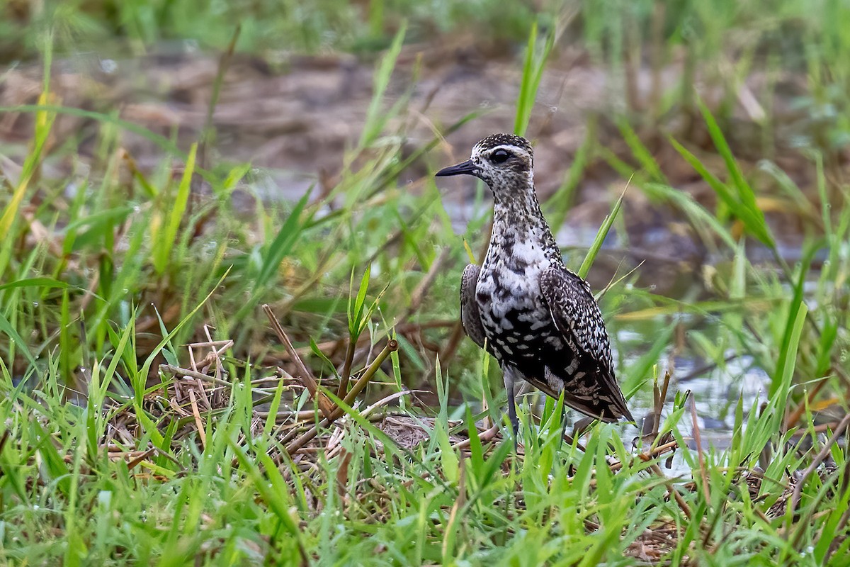 Pacific Golden-Plover - Parthasarathi Chakrabarti