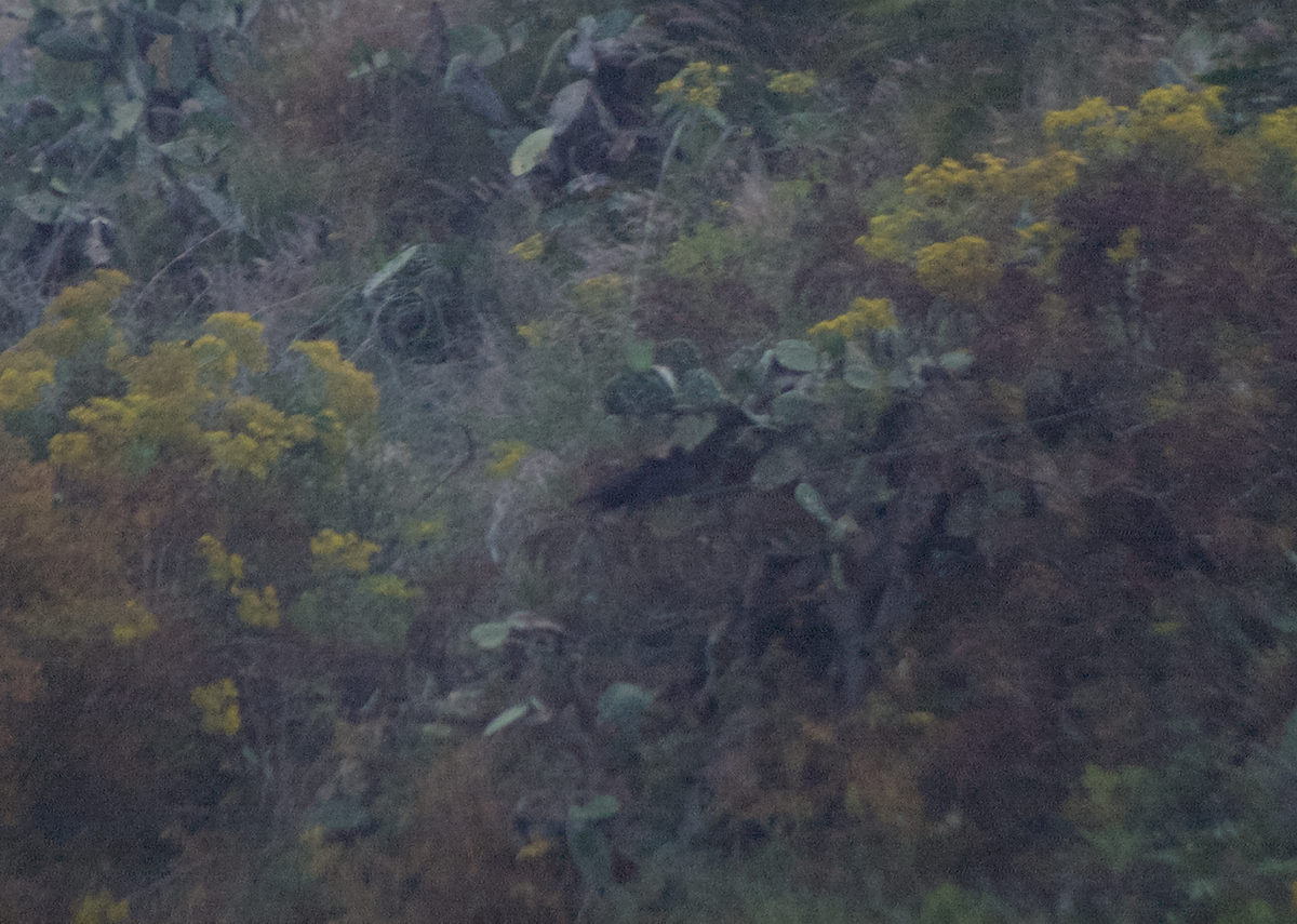 Red-billed Chough - ML623227647