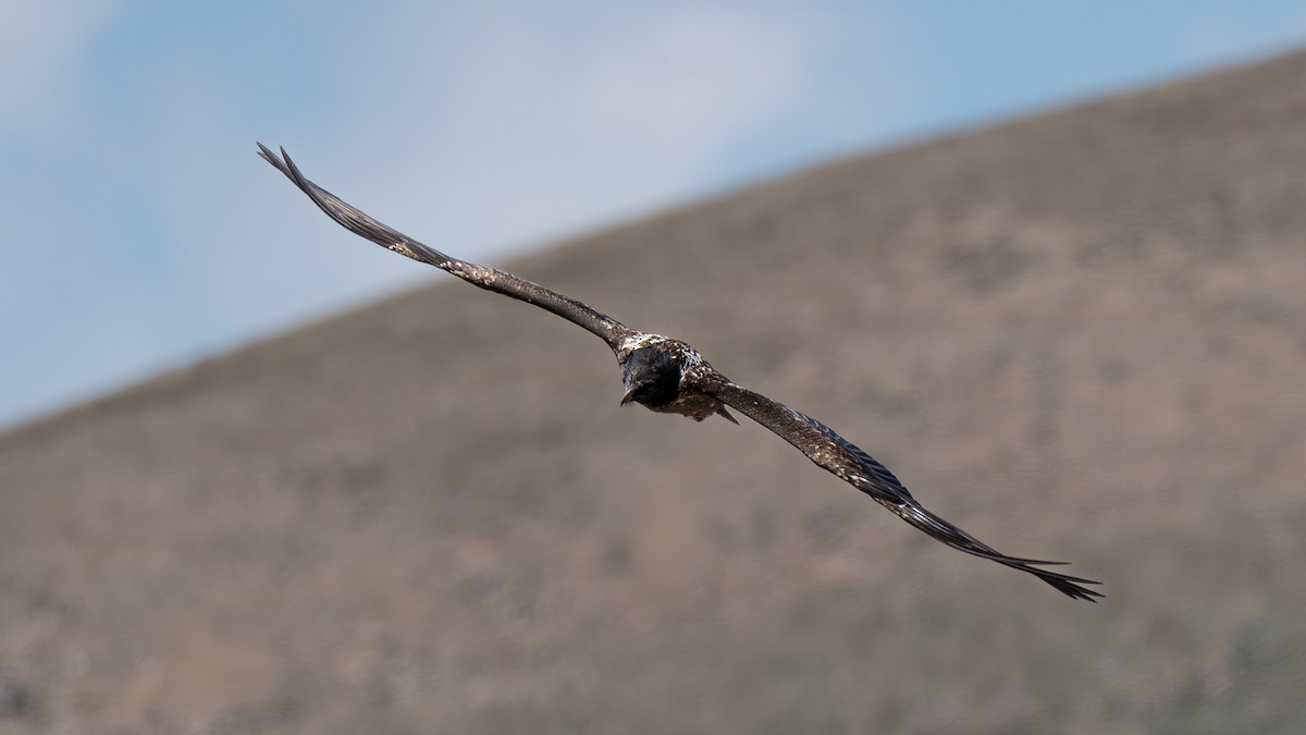 Bearded Vulture - ML623227663