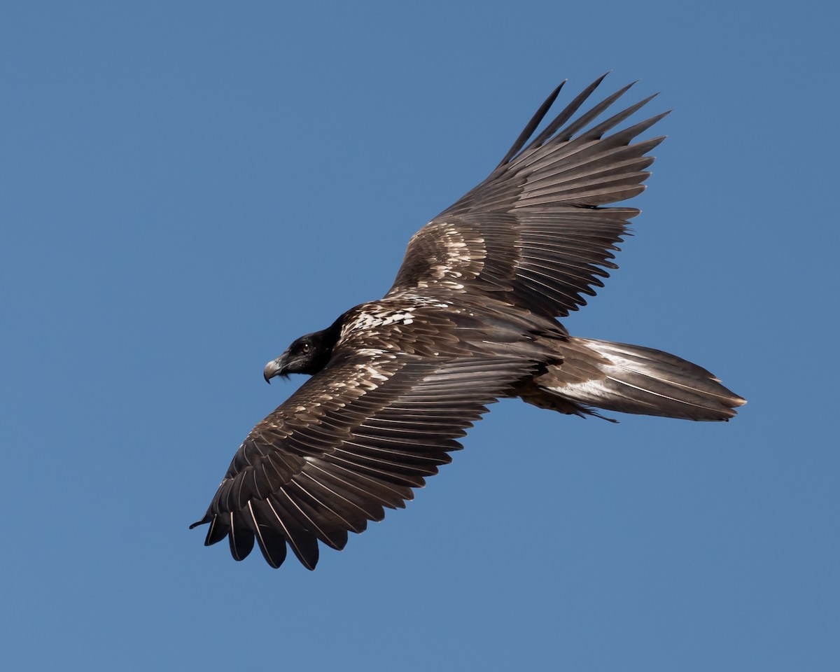 Bearded Vulture - ML623227664