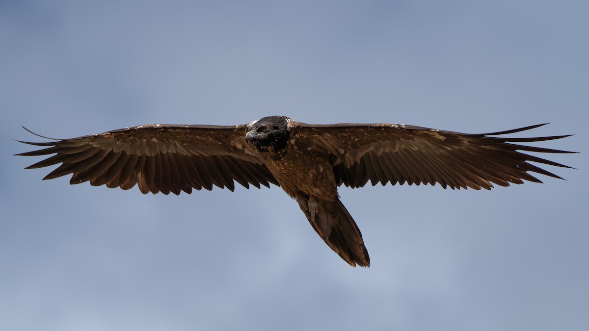 Bearded Vulture - ML623227665