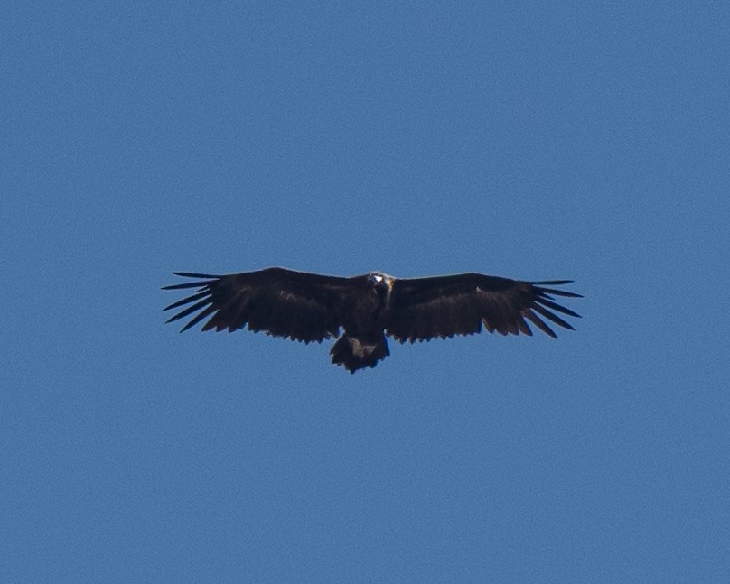 Cinereous Vulture - ML623227670