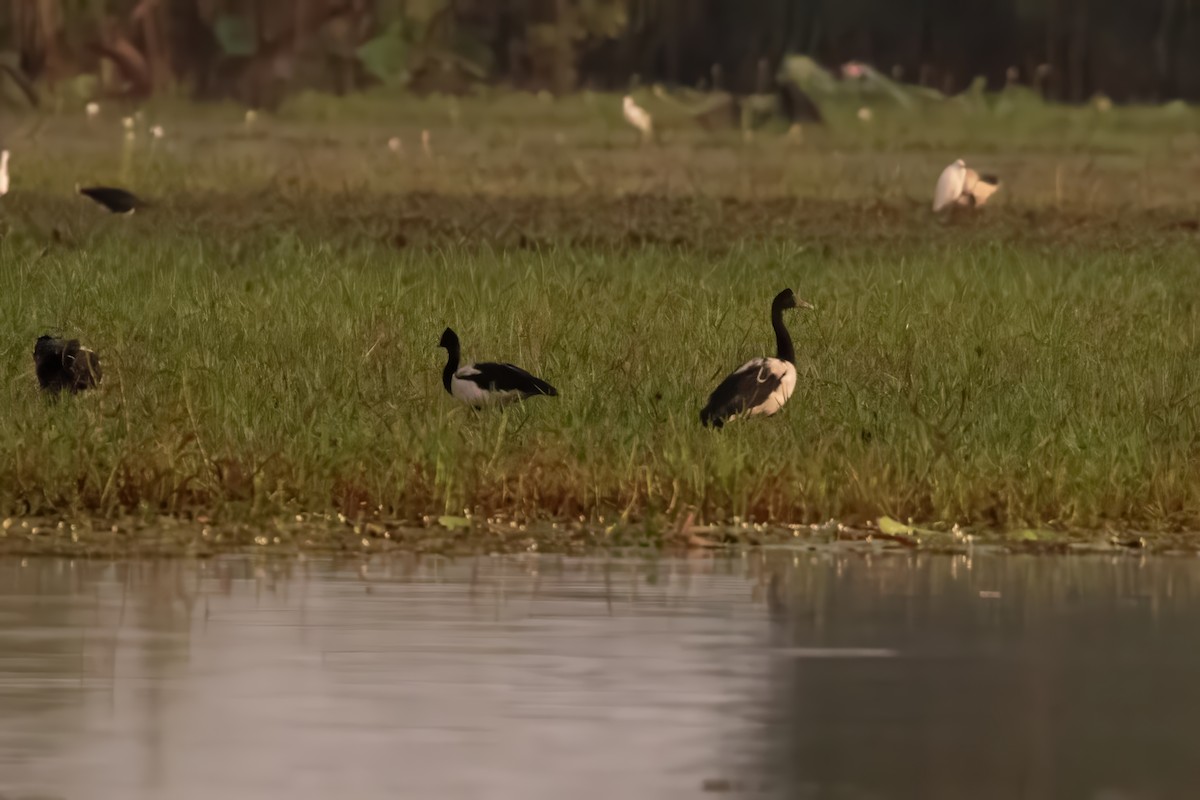 Magpie Goose - Anonymous