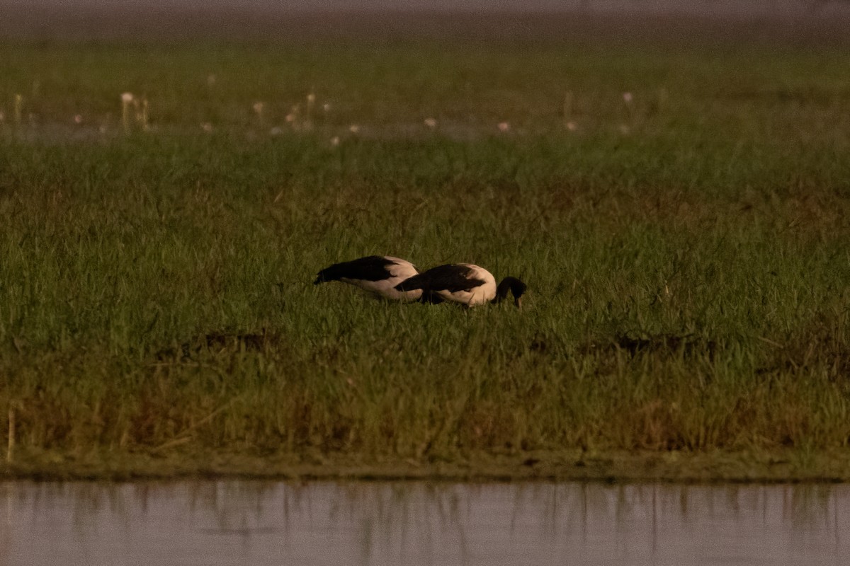 Magpie Goose - Anonymous