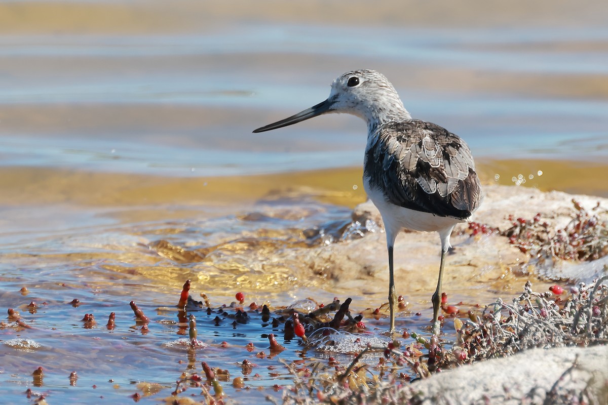 Common Greenshank - ML623227714