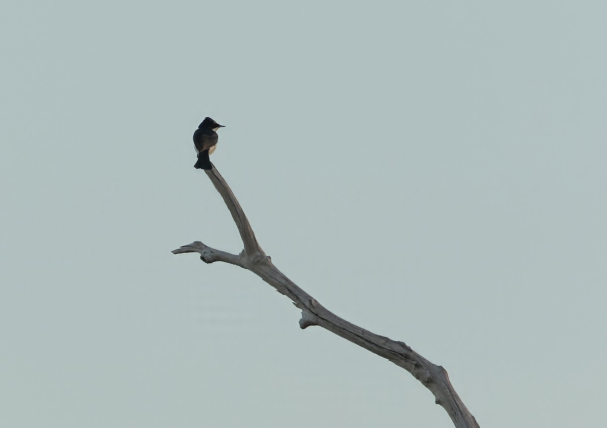 Paperbark Flycatcher - ML623227768