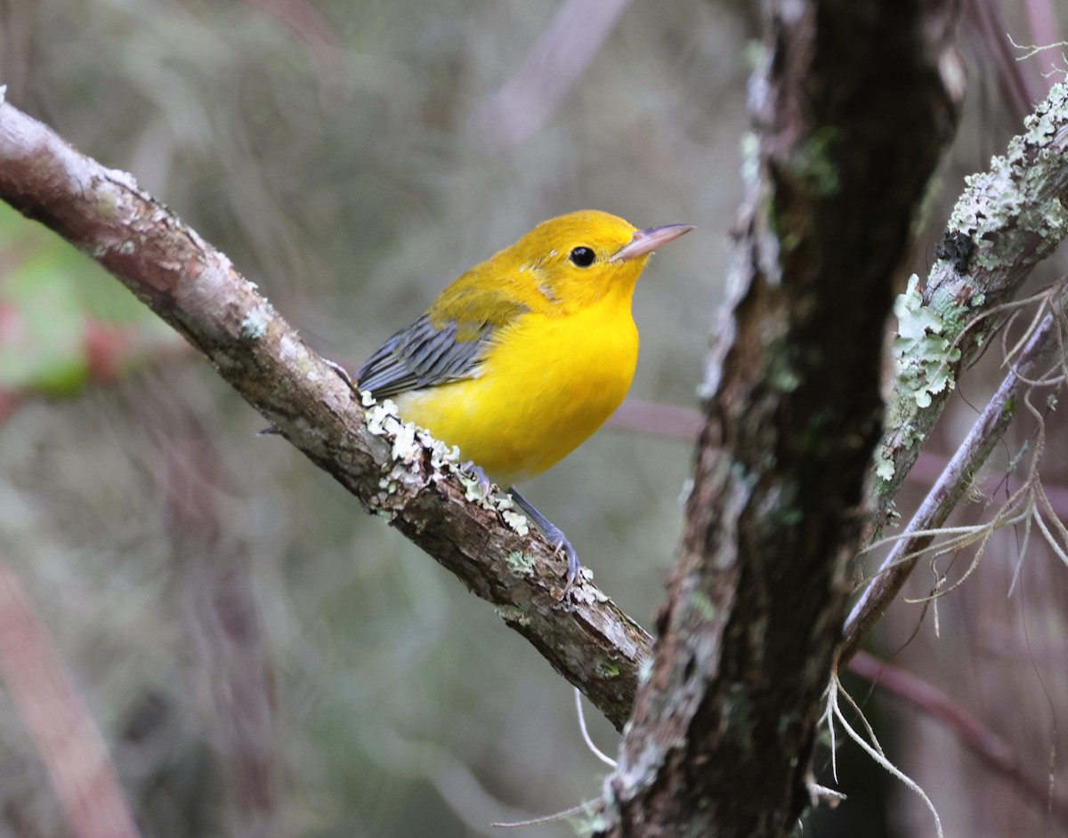 Prothonotary Warbler - ML623227770