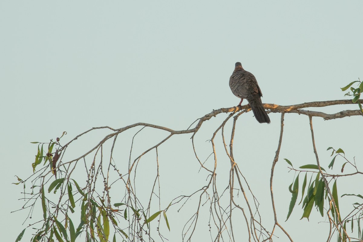 Bar-shouldered Dove - ML623227788