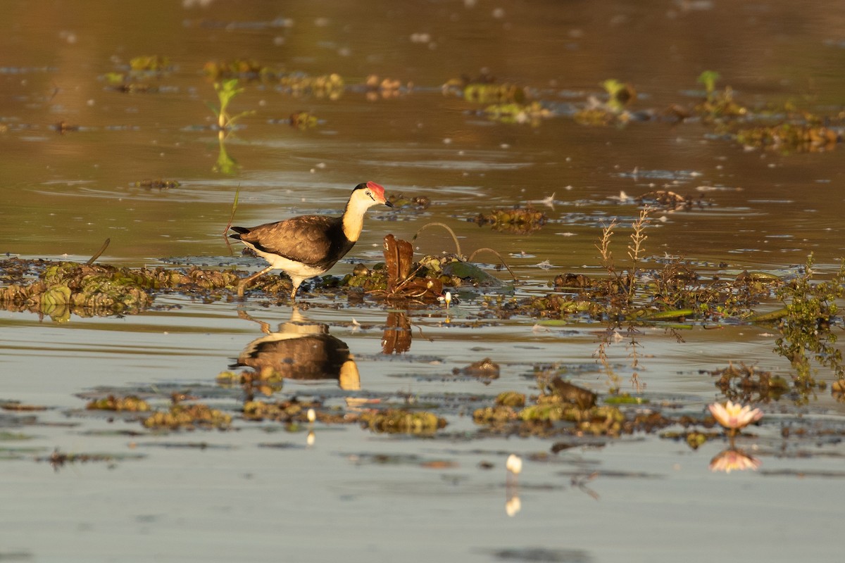 Comb-crested Jacana - ML623227798