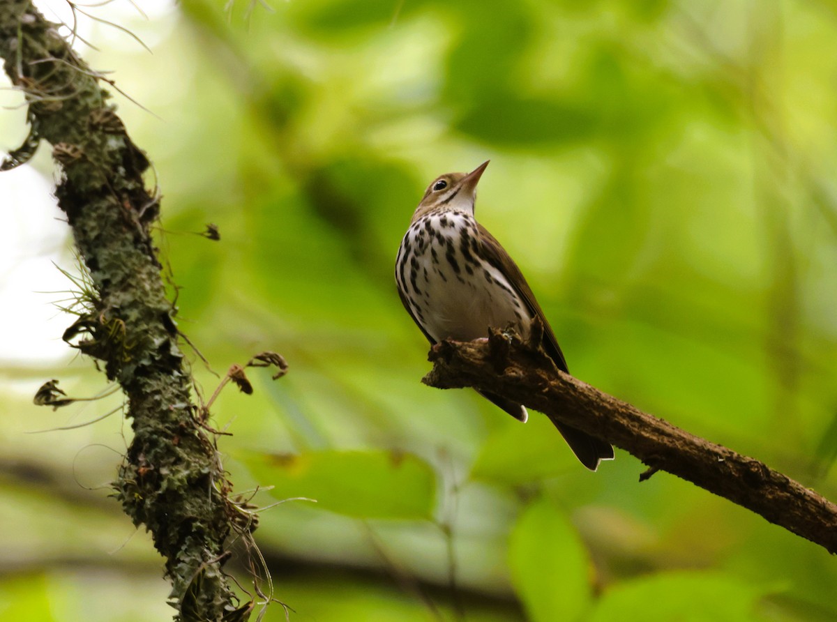 Ovenbird - ML623227815