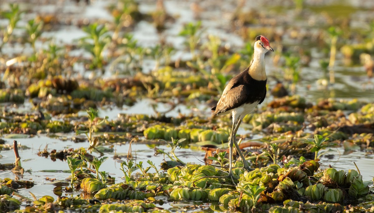 Comb-crested Jacana - ML623227821