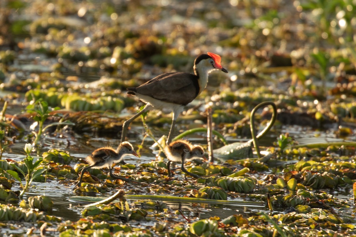 Comb-crested Jacana - ML623227822