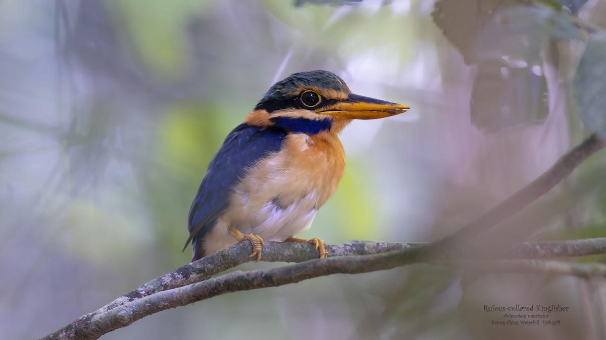 Rufous-collared Kingfisher - ML623228163