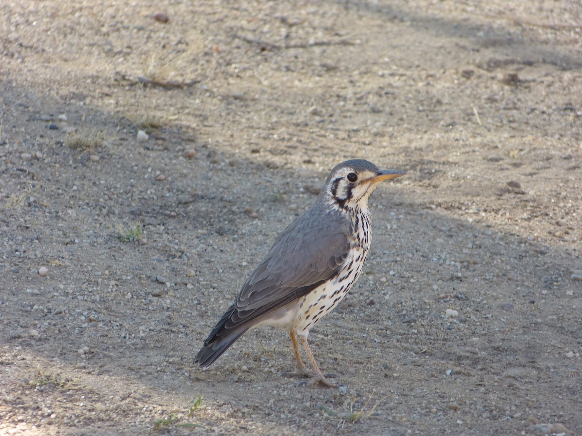 Groundscraper Thrush - ML623228185