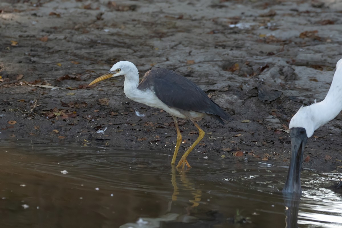 Pied Heron - ML623228216