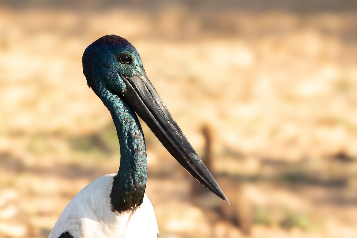 Black-necked Stork - ML623228244