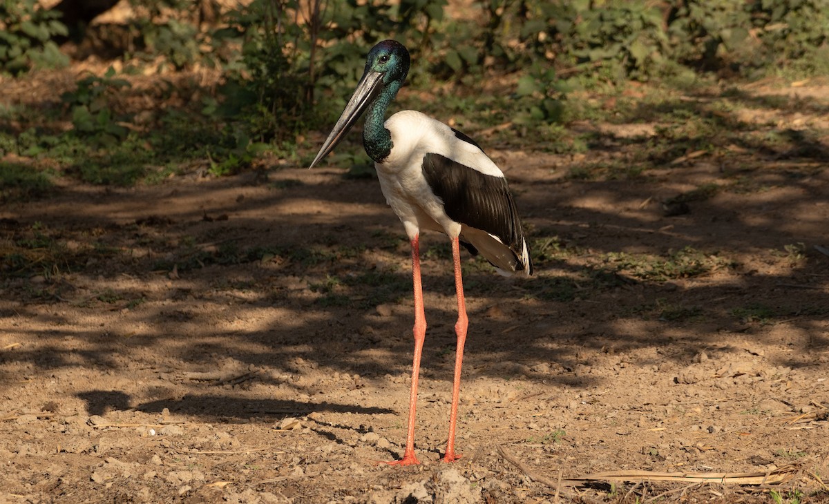 Black-necked Stork - ML623228245