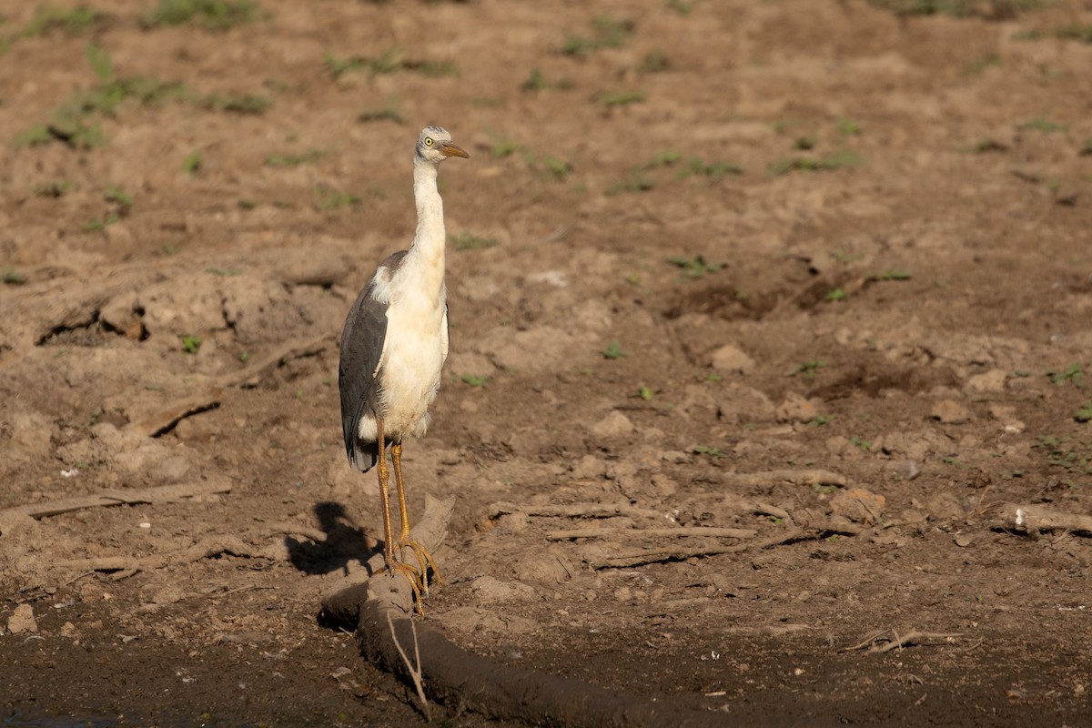 Pied Heron - ML623228248