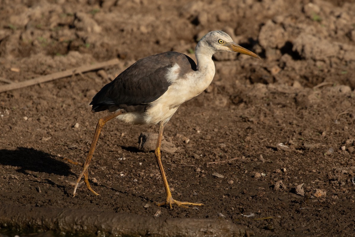 Pied Heron - ML623228255