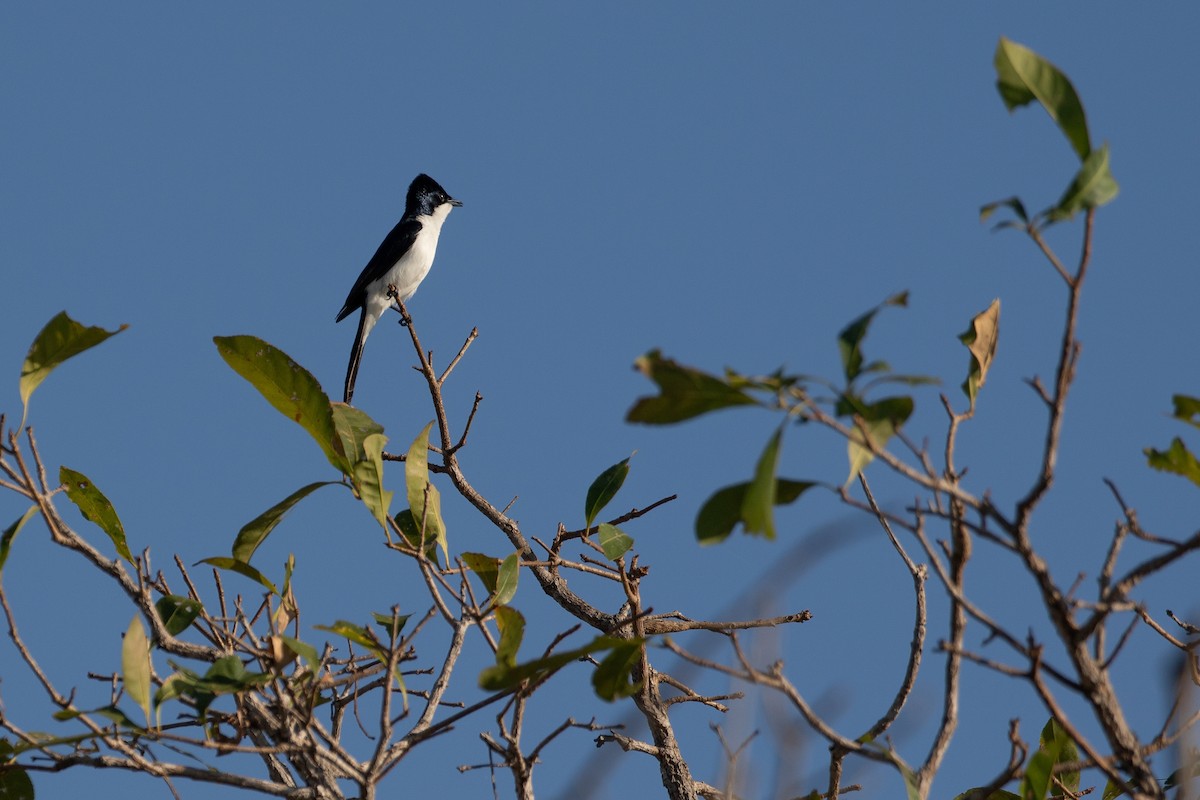 Paperbark Flycatcher - ML623228273